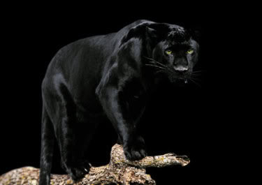 Black_jaguar.jpg