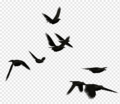 Png-transparent-crows-crows-crow-bird.png