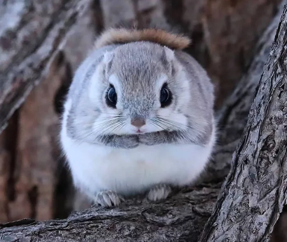 Japanese dwarf squirrel