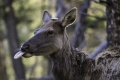 Jennica-Elk.jpg